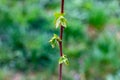 Close up of new bright green leaves grow from the small fresh buds on the young tree brunch in the garden in spring season. Royalty Free Stock Photo