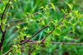 Close up of new bright green leaves grow from the small fresh buds on the young tree brunch in the garden in spring season. Royalty Free Stock Photo