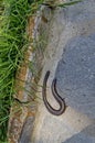 Close-up of new brood snake relax on the earth in summer day in the monastery courtyard, mountain Balkan, near Varshets town