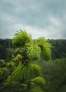 Close up of new buds and acorns on coniferous branches. Young fir tree sprouts growing up as spring is coming in the mountains. Royalty Free Stock Photo