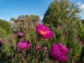 New England Aster variety (Aster novae-angliae) \'Andenken an Paul Gerber\' flowering with pink flowers