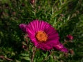 New England Aster variety (Aster novae-angliae) \'Andenken an Paul Gerber\' flowering with pink flowers