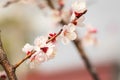 Close up new fresh apricot flowers in spring time in Orchard in selective focus Royalty Free Stock Photo