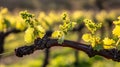 Close-up of New Grapevine Growth with Sunlit Leaves Royalty Free Stock Photo
