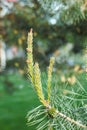 Close-up of new growing blooming blossoming sprouts on branch of fir spruce tree in spring evergreen forest. Nature. Royalty Free Stock Photo