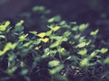 Close up of new grown plants Royalty Free Stock Photo