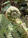 close up of new growth uncurling on the frond of a male fern Royalty Free Stock Photo