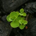 Close Up New Leaf Tips Royalty Free Stock Photo