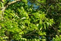 Close-up new leaves with flowers of the Pecan nut tree Carya illinoinensis. Male inflorescence on pecan branches. Royalty Free Stock Photo