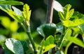 Close-up of new leaves and green fruit of common fig Ficus carica on  blurred green garden background. Royalty Free Stock Photo