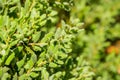 Close up of new Quercus durata California scrub oak, leather oak leaves, San Francisco bay, California