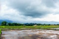 Close up new rice paddy field in north of Thailand. Royalty Free Stock Photo