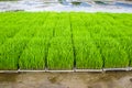 Close up new rice paddy field in north of Thailand. Royalty Free Stock Photo