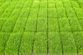 Close up new rice paddy field in north of Thailand. Royalty Free Stock Photo