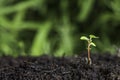 Close up of new seedling sprouting from the ground with vivid green bokeh background Royalty Free Stock Photo