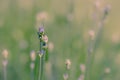 Close up of new shoots of Lavender growing on a bush