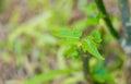 Close up of new sprout in morning light, new life feeling Royalty Free Stock Photo