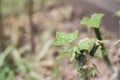 Close up of new sprout in morning light, new life feeling Royalty Free Stock Photo