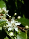 Close up of New Zealand endemic flowering tree blossom, hoheria.