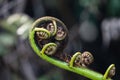 Close up of a New Zealand fern Koru with a blurred out background Royalty Free Stock Photo