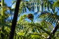 Close up of a New Zealand fern Koru Royalty Free Stock Photo