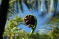 Close up of a New Zealand fern Koru