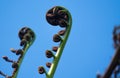 Close up of a New Zealand fern Koru isolated on a clear blue sky Royalty Free Stock Photo