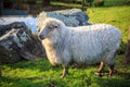 Close up new zealand merino sheep in rural livestock farm Royalty Free Stock Photo