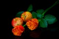 Pairs of new zealand red apples and caribbean orange roses on dark background Royalty Free Stock Photo