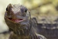 New Zealand Tuatara