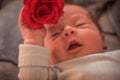 Close up of a newborn baby boy holding a rose in his hand and  laying in the bed Royalty Free Stock Photo