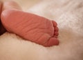 Close up of a newborn baby`s feet Royalty Free Stock Photo