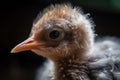 close-up of newborn bird's feathery head, with eyes still closed