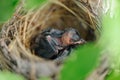 Close-up newborn birds in nest focus area at head
