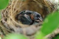 Close-up newborn birds in nest focus area at head