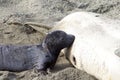 Newborn elephant seal nursing close up Royalty Free Stock Photo