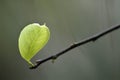 Close up newborn in fresh morning ,, leaf, life, macro Royalty Free Stock Photo