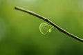 Close up newborn in fresh morning ,, leaf, life, macro