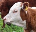 Red and white faced newborn Herford calf