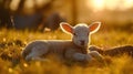 Close up of a newborn lamb in Springtime, laying down in lush green field and facing forward. Clean green background Royalty Free Stock Photo