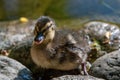 Mallard duck chick Anas platyrhynchos standing on pebbles