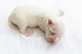 Close-up of a Newborn maltese dog. Beautiful dog color white. 4 day old. Puppy on Furry white carpets. baby dog on Furry carpet. Royalty Free Stock Photo