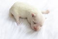 Close-up of a Newborn maltese dog. Beautiful dog color white. 4 day old. Puppy on Furry white carpets. baby dog on Furry carpet. Royalty Free Stock Photo