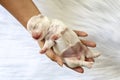 Close-up of a Newborn maltese puppy. Beautiful dog color white. 4 day old. Puppy on Furry white carpets. dog on hand. Hound on Royalty Free Stock Photo