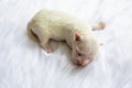 Close-up of a Newborn maltese puppy. maltese dog. Beautiful dog color white. 4 day old. Puppy on Furry white carpets. baby dog on Royalty Free Stock Photo