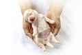 Close-up of a Newborn maltese puppy. maltese dog. Beautiful dog color white. 4 day old. Puppy on Furry white carpets. dog on hand Royalty Free Stock Photo