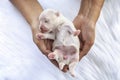 Close-up of a Newborn maltese puppy. maltese dog. Beautiful dog color white. 4 day old. Puppy on Furry white carpets. dog on hand Royalty Free Stock Photo