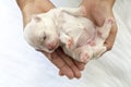 Close-up of a Newborn maltese puppy. maltese dog. Beautiful dog color white. 4 day old. Puppy on Furry white carpets. dog on hand Royalty Free Stock Photo