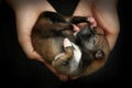 Close-up of a Newborn Shiba Inu puppy. Japanese Shiba Inu dog. B Royalty Free Stock Photo