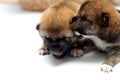 Close-up of a Newborn Shiba Inu puppy. Japanese Shiba Inu dog. Beautiful shiba inu puppy color brown. 10 day old. Puppy on hand. D Royalty Free Stock Photo